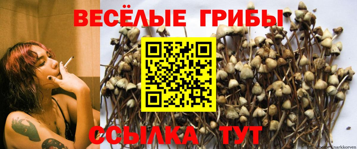 Унеча  Псилоцибиновые грибы Cubensis  Вход с VPN 